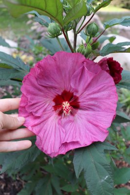 Hibiscus moscheutos 'Summerific Berry Awesome' - ibišek bahenní - květ